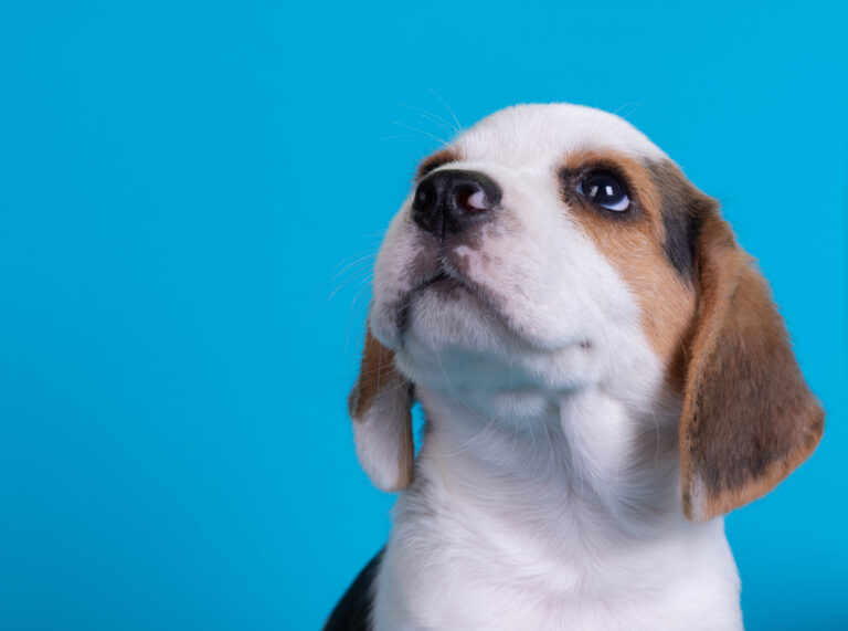 Planejamento financeiro para ter um Pet: 5 passos práticos